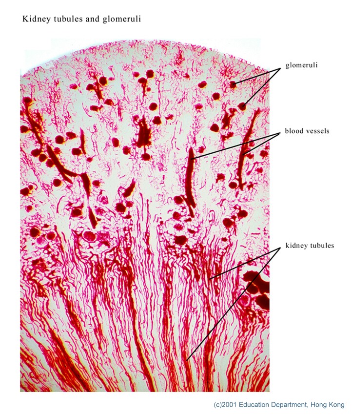 Mammalian organs and tissues