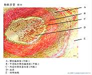 02_�ʯߺ޾�l x100_labels.jpg