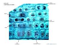 01_��������Onion root tip x1000_labels.jpg