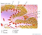 Ammophila ����-1_HP TS.jpg