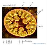 Ammophila ����-1_LP TS.jpg