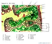 Ammophila ����-2_HP TS.jpg