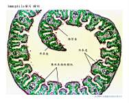 Ammophila ����-2_LP TS.jpg