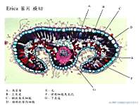 Erica ����x100_labels.jpg