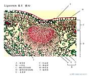 Ligustrum ����x100_labels.jpg