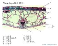 Nymphaea ����x40_labels.jpg