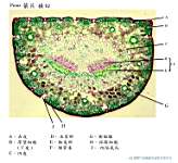 Pinus ����x40_labels.jpg