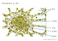 Myriophyllum ��x100_labels.jpg
