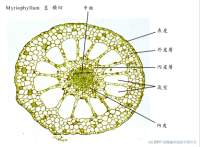 Myriophyllum ��x40_labels.jpg