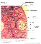 13_Ovary_labels.jpg