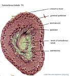 16_Seminiferous-tubule_labels.jpg