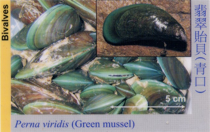 Bivalves_GreenMussel_PernaViridis 