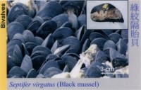 Bivalves_BlackMussel_SeptiferVirgatus