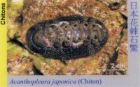 Chitons_AcanthopleuraJaponica