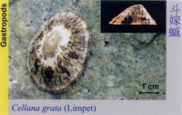 Gastropods_Limpet_CellanaGrata