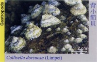 Gastropods_Limpet_CollisellaDorsuosa