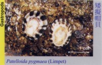 Gastropods_Limpet_PatelloidaPygmaea