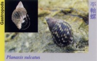 Gastropods_PlanaxisSulcatus