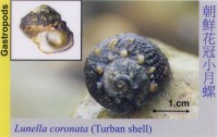 Gastropods_TurbanShell_LunellaCoronata