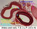 artery_and_vein_ts