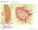 artery_and_vien