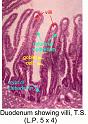 duodenum_showing_villi_ts