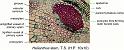 helianthus_stem_ts_hp
