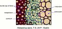 helianthus_stem_ts_hp_1