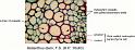 helianthus_stem_ts_hp_2