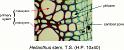 helianthus_stem_ts_hp_3