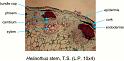 helianthus_stem_ts_lp
