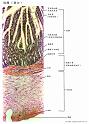 ileum