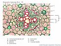 ranunculus-old_root_ts