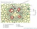 ranunculus-young_root_ts