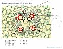 root2