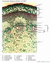 stem